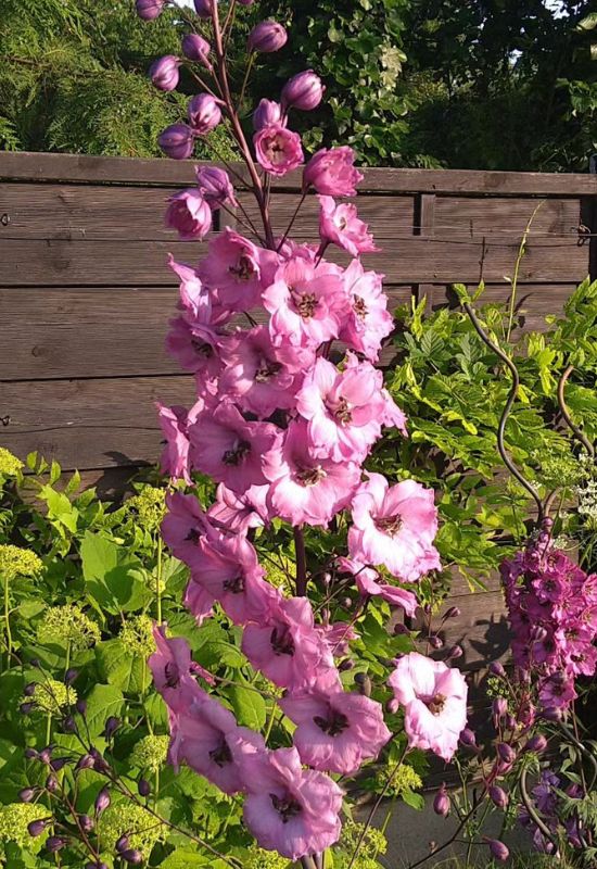 Pink Punch delphinium