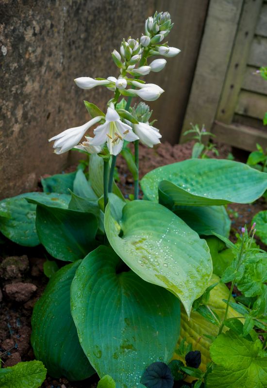 Plantain Lily (Hosta spp.)