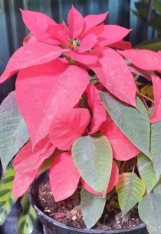 Poinsettia (Euphorbia pulcherrima)