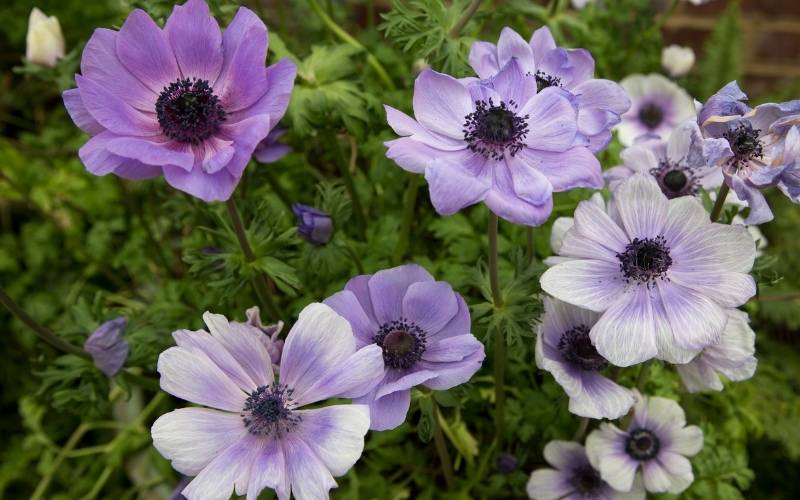 Poppy Anemones (Anemone coronaria)