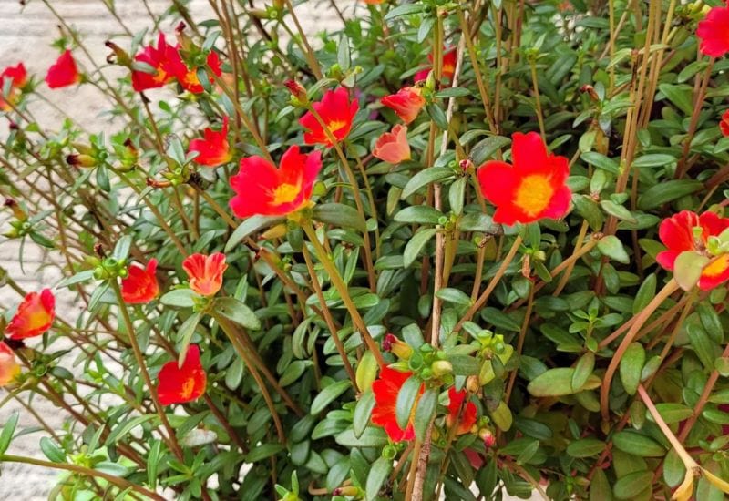 Portulaca grandiflora