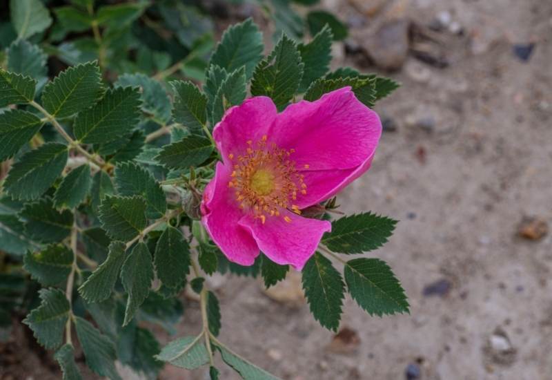 Prairie Rose (Rosa setigera)