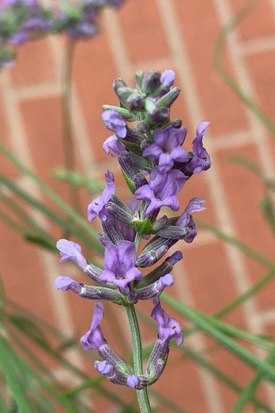 Provence Lavandin Lavandula x intermedia Provence