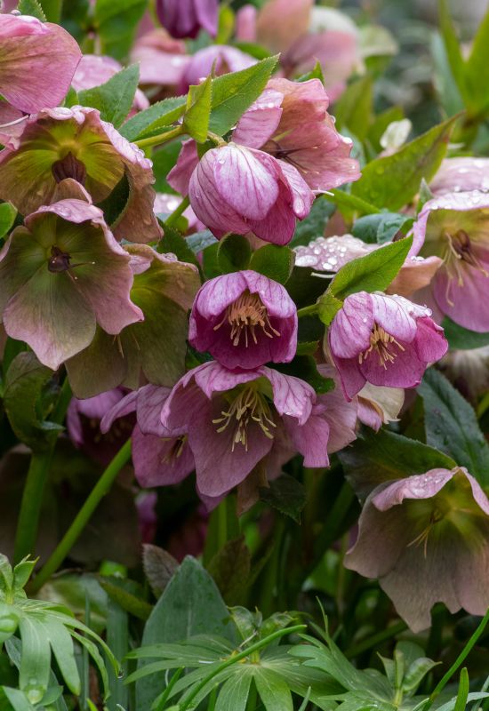 Purple Hellebore