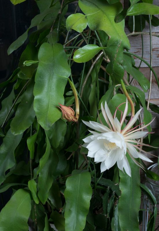 Queen of the Night (Epiphyllum oxypetalum)