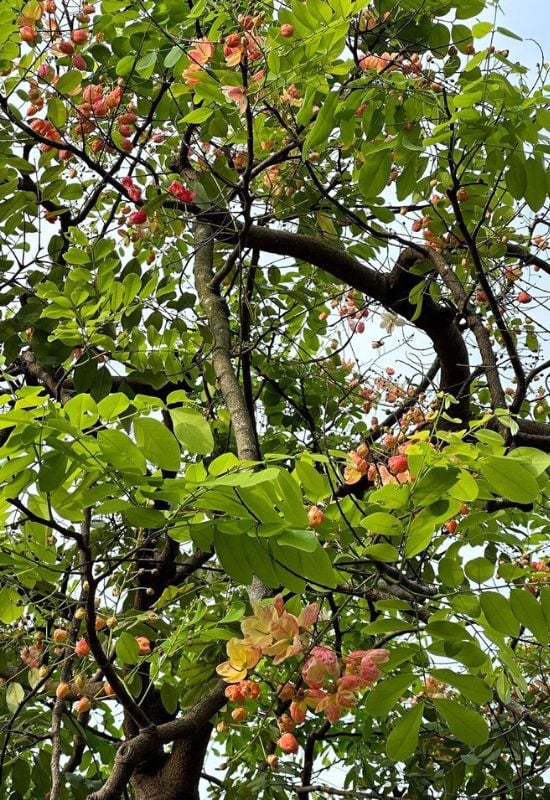 Rainbow Shower Tree (Cassia x nealiae)