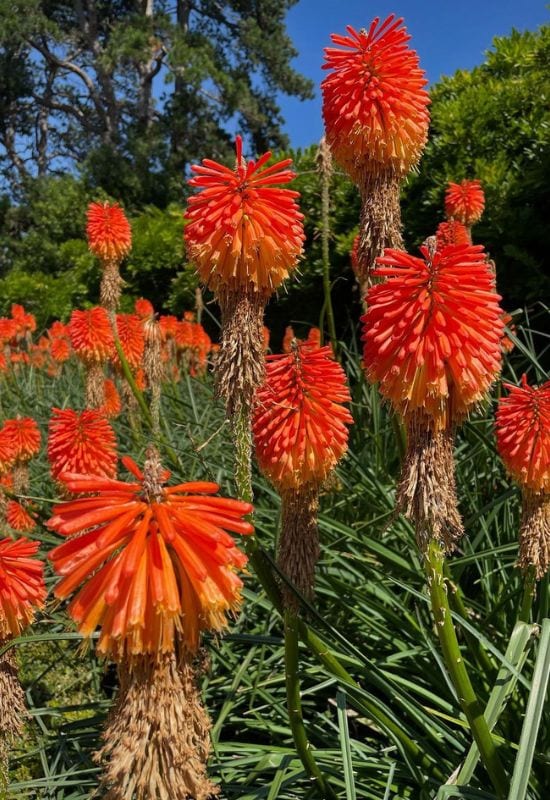 Red Hot Poker (Kniphofia spp.)