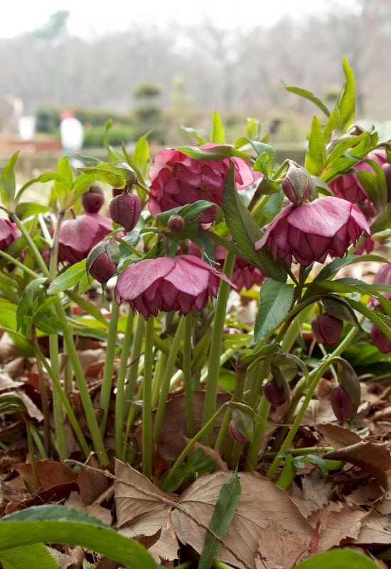 Red Sapphire hellebore