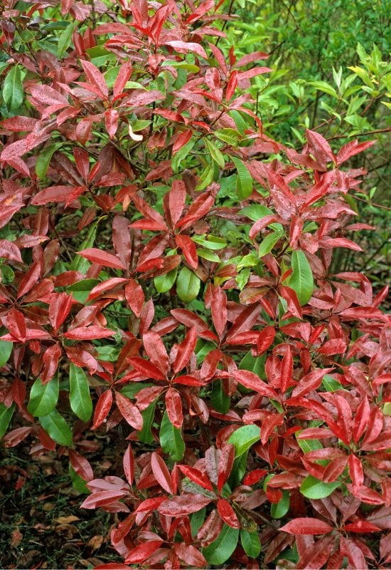 Red Tip Photinia (Photinia x fraseri)