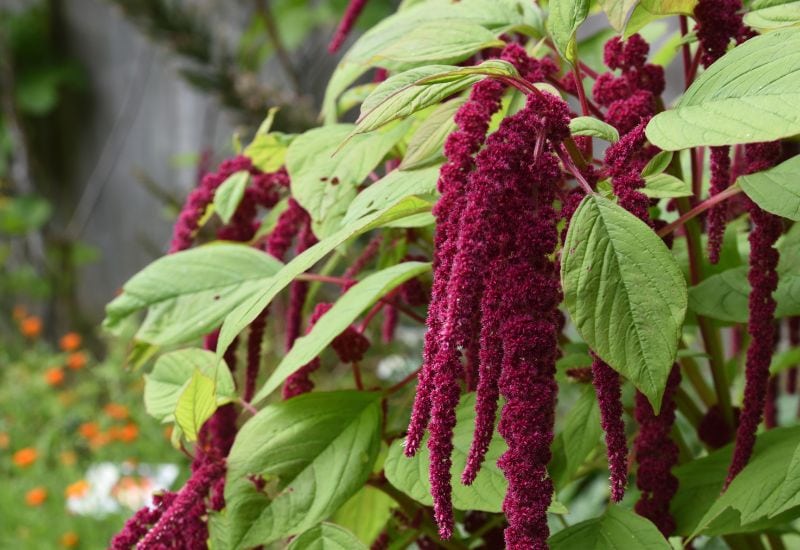 Red amaranth flowers