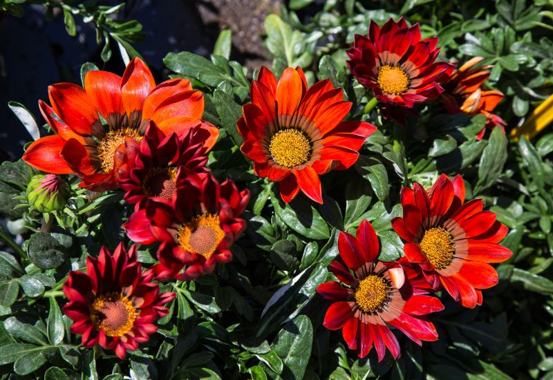 Red gazania flower in garden