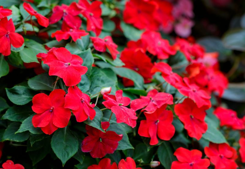 Red Impatiens