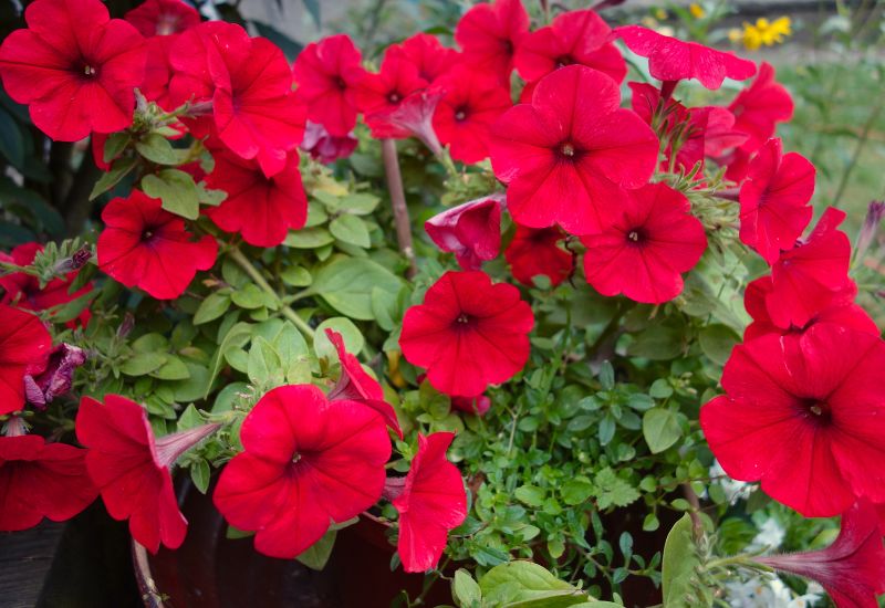 Red Petunia