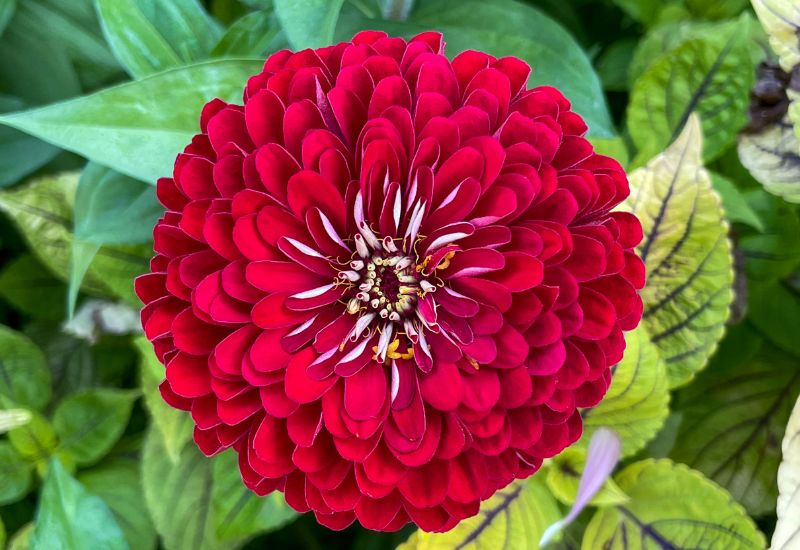 Red zinnia flower