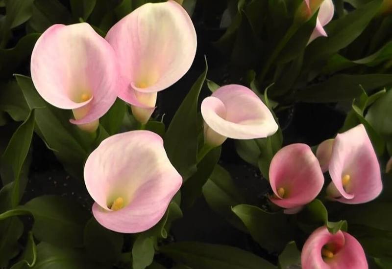 Rubylite Pink Ice Calla Lily – Zantedeschia sp.