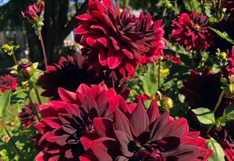 Sam Hopkins Dahlias