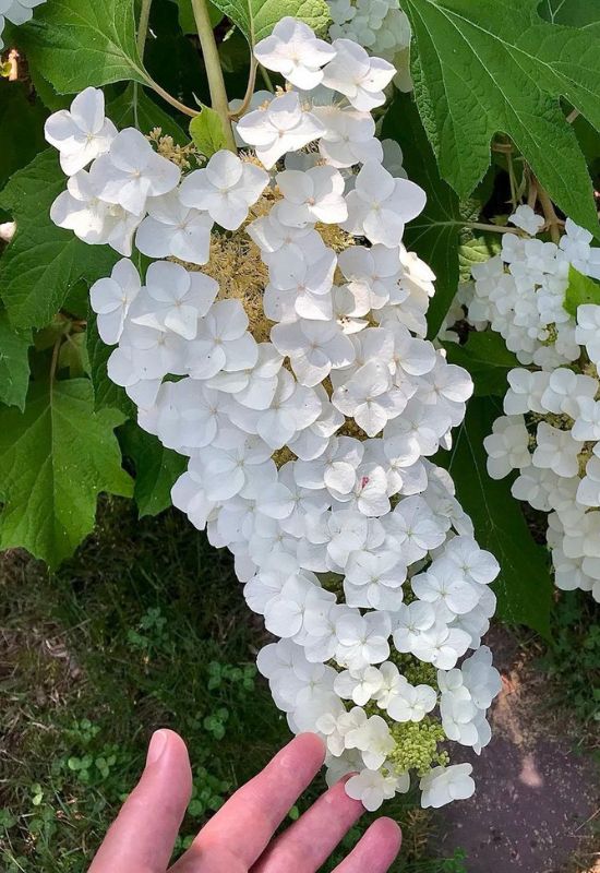 Snow Queen oak leaf hydrangea