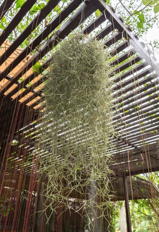 Spanish Moss (Tillandsia usneoides)