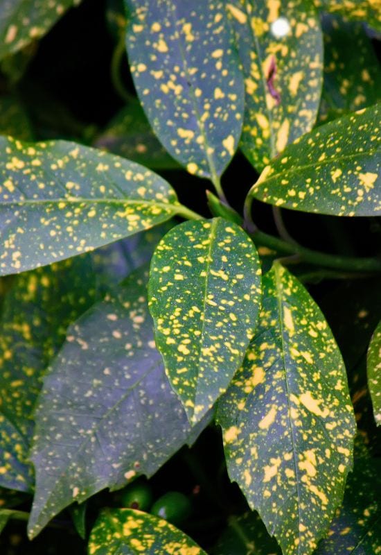 Spotted Laurel (Aucuba japonica)