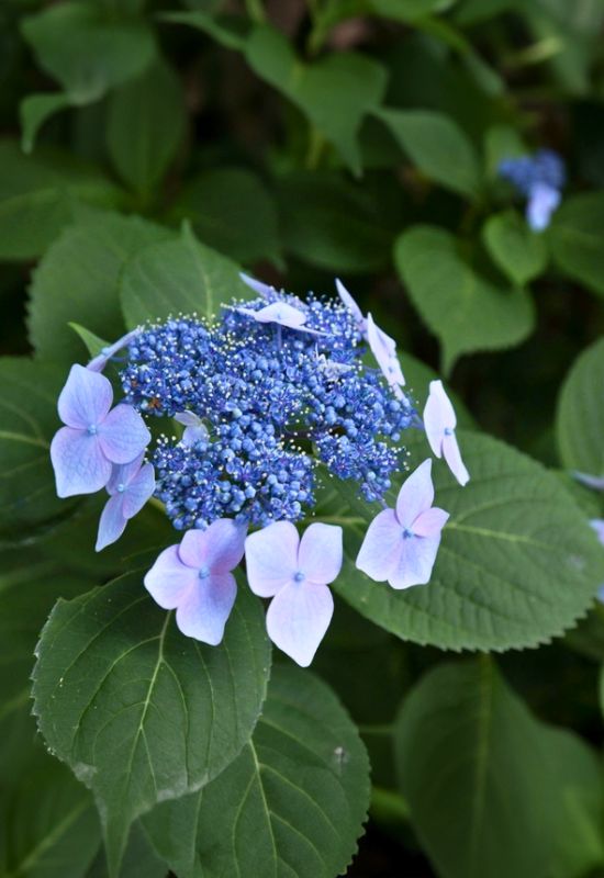 Sumida no Hanabi’ Bigleaf Hydrangea