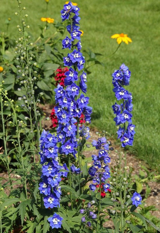 Sunny Skies delphinium