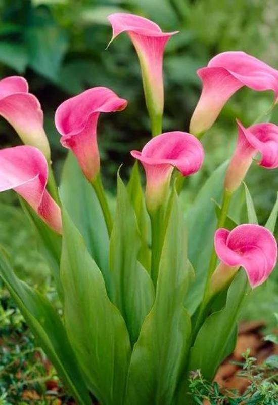 Super Gem Calla Lily