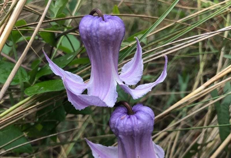 Swamp Leatherflower (Clematis Crispa)