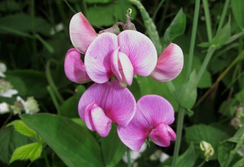 Sweet Peas (Lathyrus Spp.)