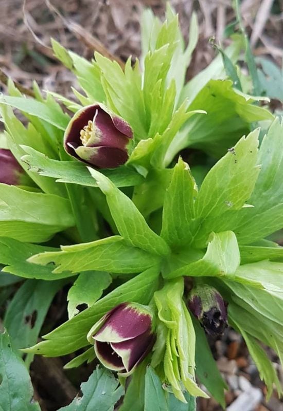 Syncarpus Hellebore