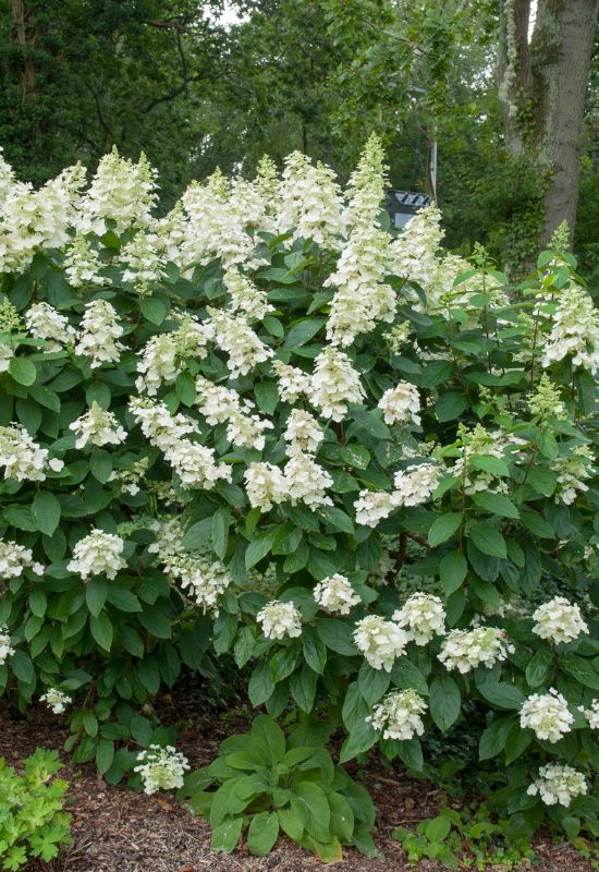 Tardiva panicle hydrangea