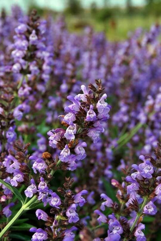 Thumbelina Leigh English Lavender Lavandula angustifolia Thumbelina Leigh