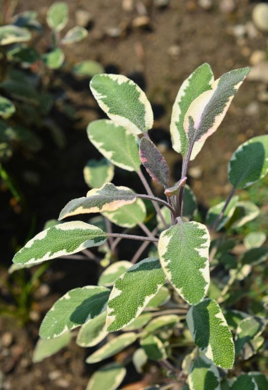 Variegated Garden Sage (Salvia officinalis)