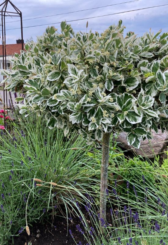 Variegated Wintercreeper