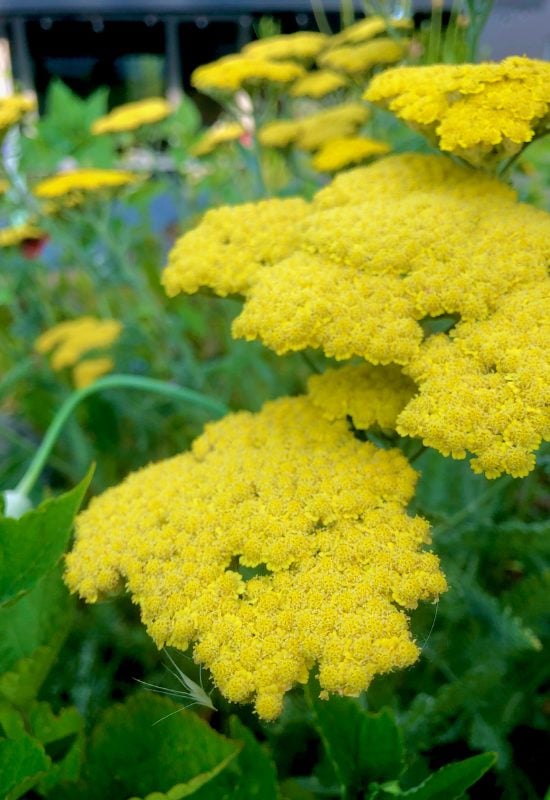 Yarrow (Achillea spp.)