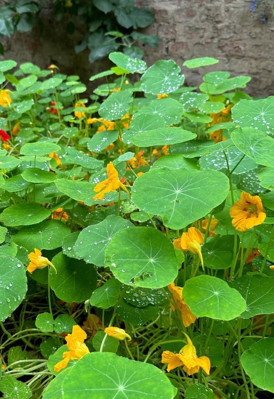 Yellow Nasturtium (Tropaeolum majus)