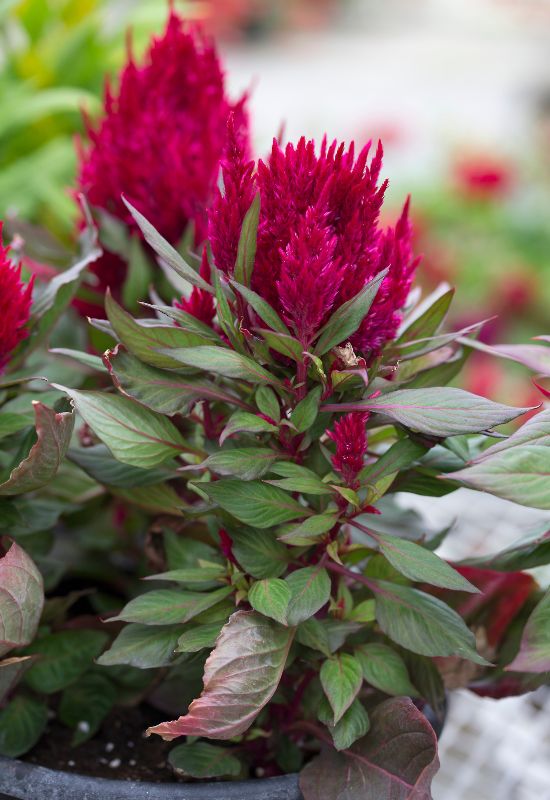 Dragons Breath Celosia