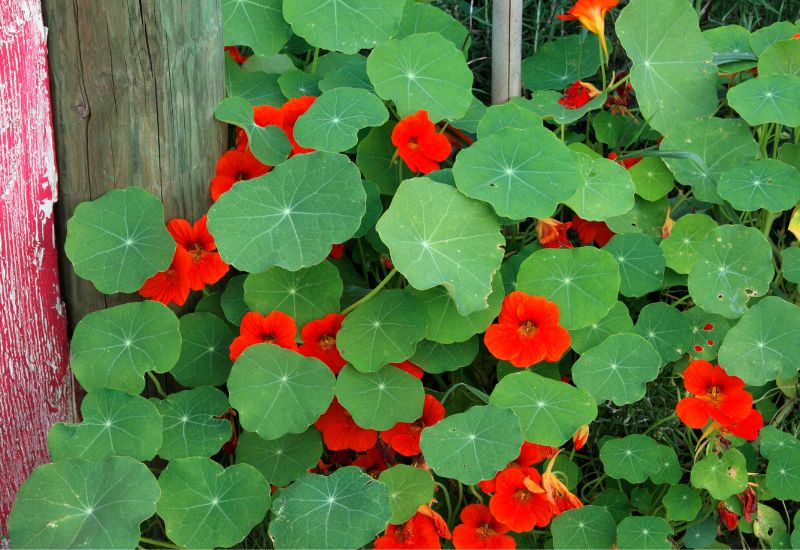 Orange nasturtium flowers