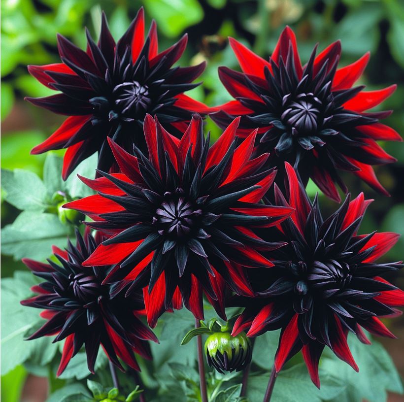 Bold black and red flowers with spiky petal formations