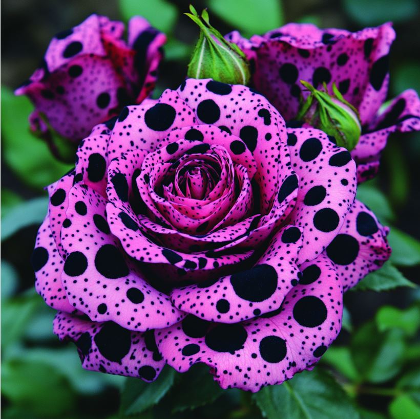 Polka Dot Rose (Rosa 'Polka Dot Delight')