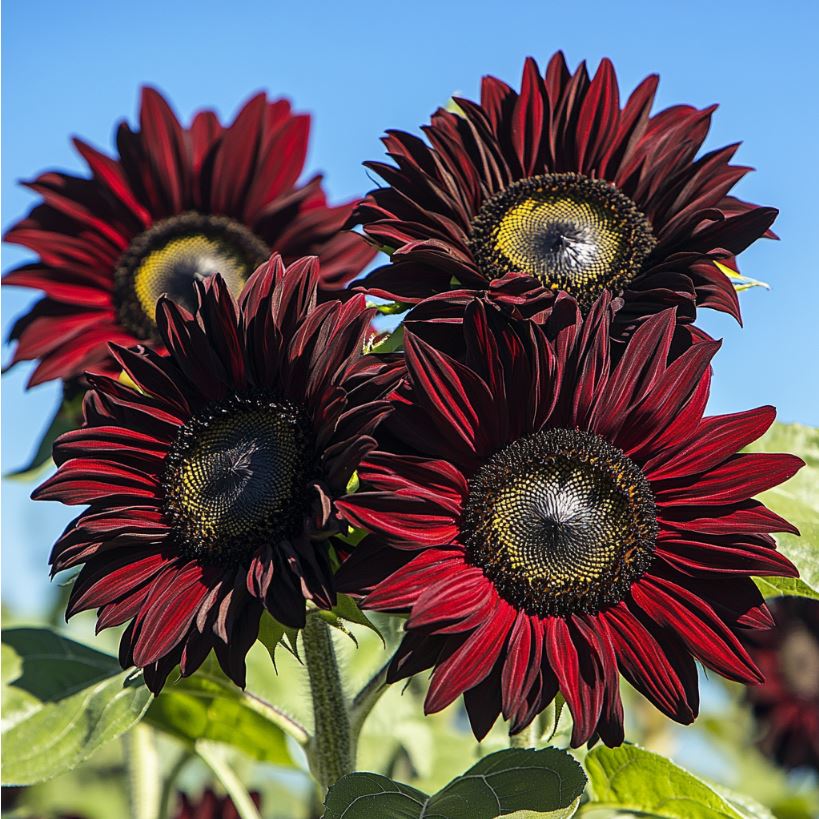 Sunflower 'Crimson Velvet'