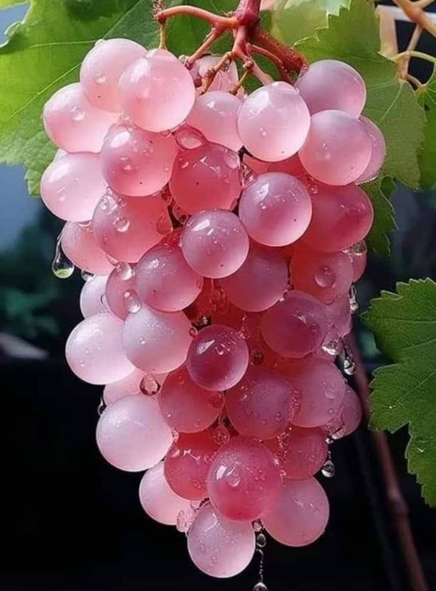 The Pink Koshu Grapes of Japan