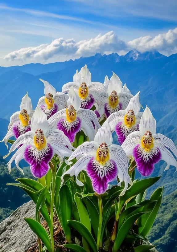 Cluster of white and purple orchids in a mountain landscape