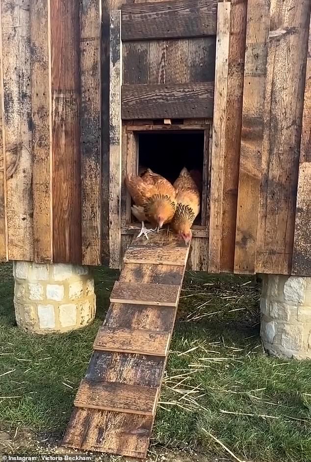 The former footballer, 48, travelled to their £6million farmhouse in the Cotswolds to check in on his flock after some of his birds began laying earlier this week