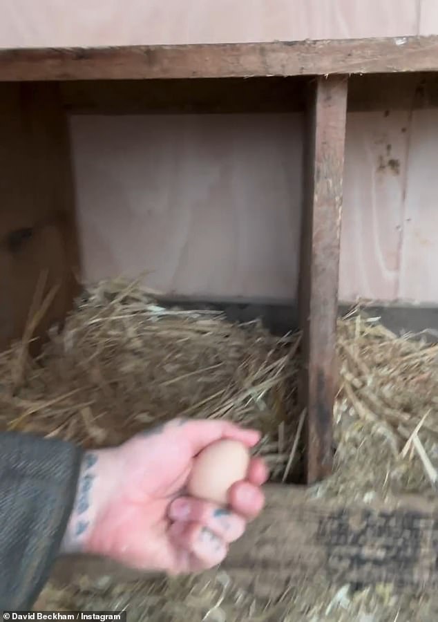 David took to Instagram on Friday to share the moment he found his first egg after spending hours researching how best to encourage the hens to lay